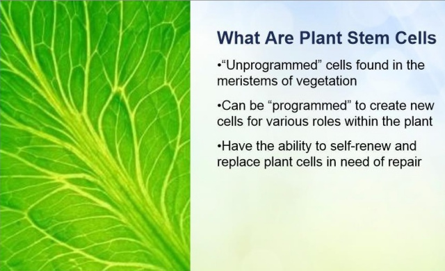 Plant Stem Cells Details